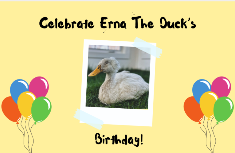 Erna The Duck Birthday