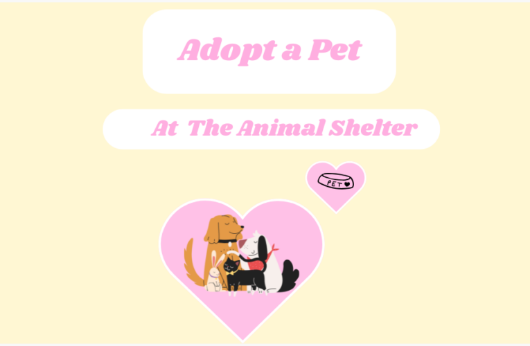 Adopt A Pet At The Animal Shelter