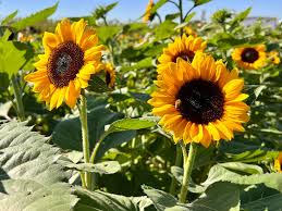 Gilcrease Sunflower Orchard